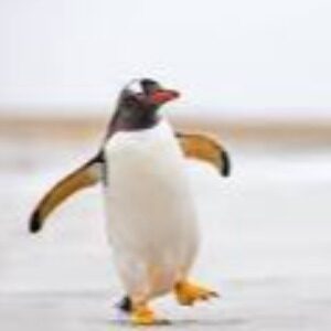 Profile photo of Ambra