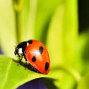 Profile photo of Vedika